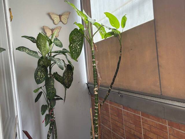 Venda em São João Climaco - São Paulo